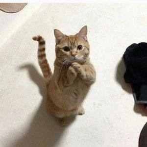 Meet your Posher, Sure